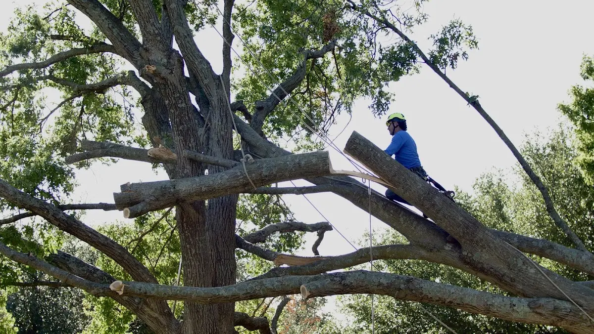 Professional Crown Thinning performed by certified arborists in Hurlock